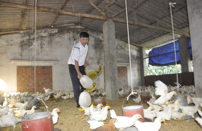 Mấy năm gần đây, trang trại của ông đầu tư nuôi thêm gà Ai Cập siêu trứng cho hiệu quả kinh tế rất cao.