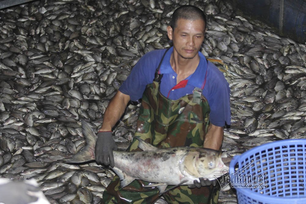Hơn 12 giờ đêm, công nhân vẫn miệt mài thu dọn cá chết đã bốc mùi.