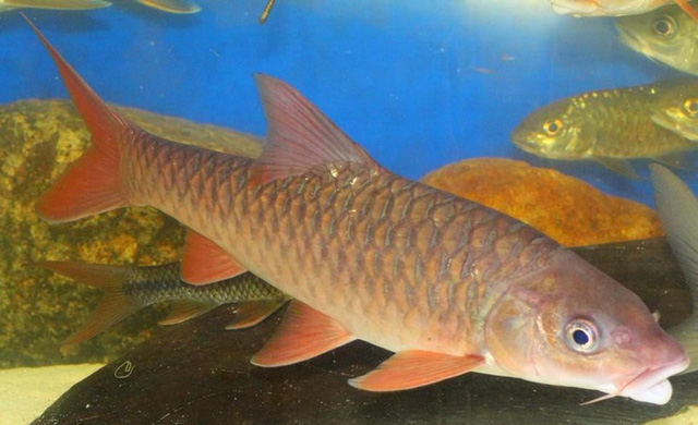 Cá Empurau thường sống ở các dòng suối có đáy đá, nước trong, chảy mạnh và ăn các bộ phận cây như lá, trái và hoa. Ảnh blogspot.