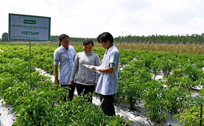 Hộ nông dân Bùi Thị Ngọc Sương (TP.HCM) thực hiện trồng ớt theo mô hình VietGap dưới sự hướng dẫn của các kỹ sư nông nghiệp.