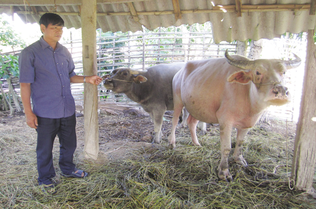 Chăn nuôi gia súc, gia cầm làm hàng hóa ở Tả Lèng đang từng bước được nông dân đầu tư, phát triển.