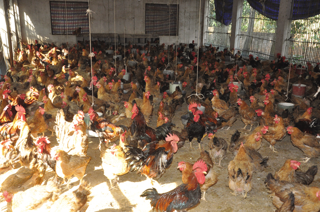 Hiện, trang trại của ông Hiển đang nuôi hàng nghìn gà bố mẹ dòng ri lai.