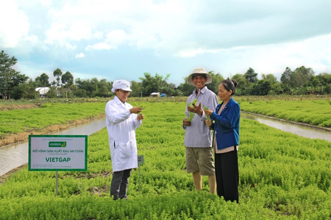 Kỹ sư nông nghiệp Lê Thanh Mai hướng dẫn hộ nông dân Nguyễn Văn Bé (Đồng Tháp) trồng rau ngò ôm theo mô hình VietGap.