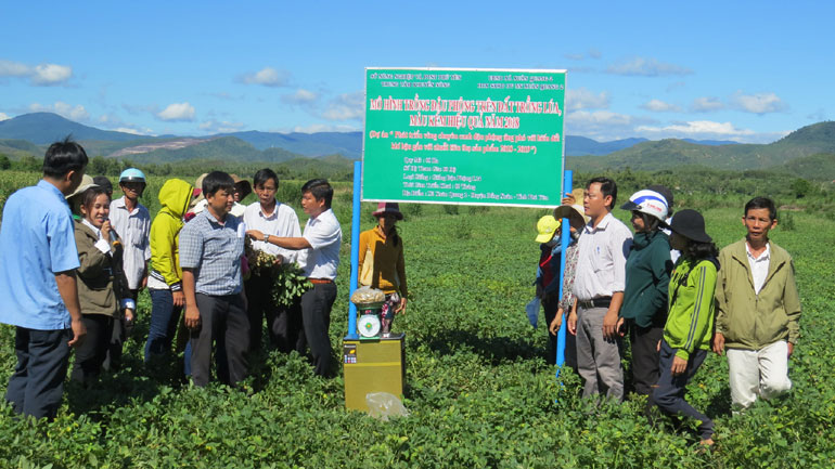 Nông dân tham quan mô hình trồng đậu phộng tại xã Xuân Quang 2 (huyện Đồng Xuân) - Ảnh: LÊ Trâm Trâm