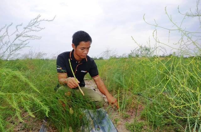 Tiến sĩ Trần Thế Hùng bên vườn măng tây cho thu nhập cao.