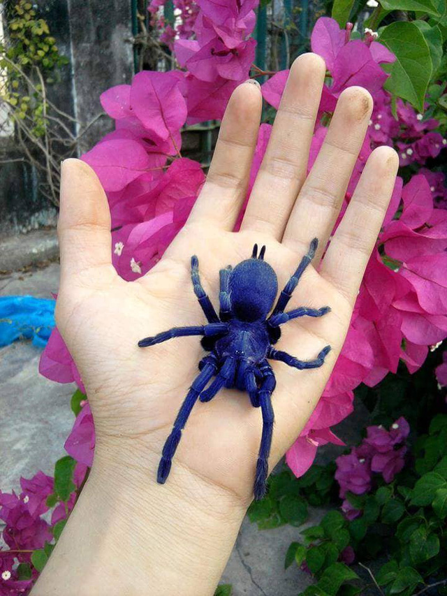 Một chú Tarantula màu khác của Tân.