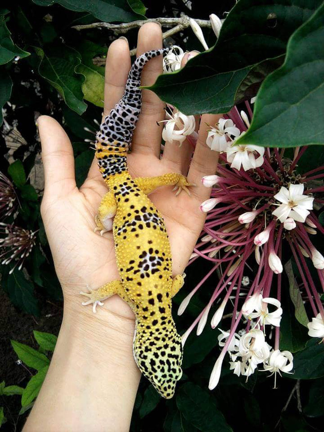 Chú thằn lằn da báo (leopard gecko) xinh đẹp và dễ nuôi.
