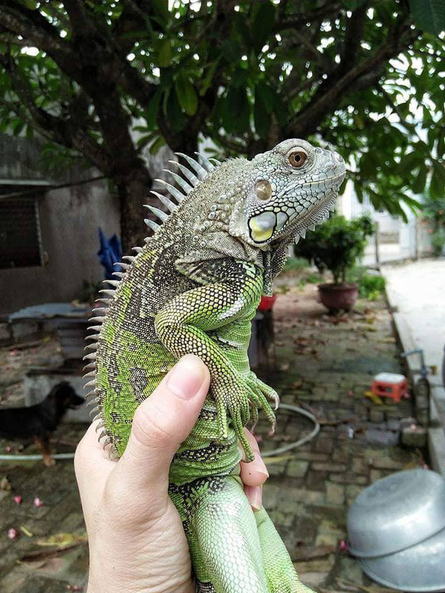 Green Iguana (cự đà Nam Mỹ).