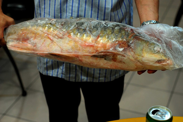 Cá Empurau là loài cá khó tìm, có tiền cũng chưa chắc mua được vì số lượng cá trong tự nhiên đã bị giảm sút nghiêm trọng. Ảnh cleanmalaysia.