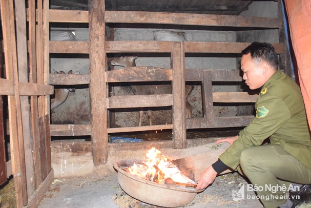 Ông Bình cho biết, về mùa đông ngoài che chắn kín chuồng trại, còn phải đốt lửa sưởi ám cho đàn hươu. (Ảnh: Xuân Hoàng)