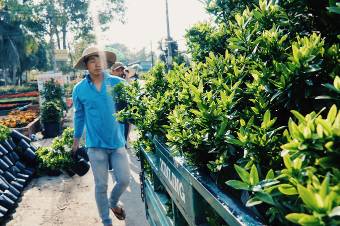 Những năm gần đây, một số nhà vườn đã xây dựng nhiều công trình như cây cầu hoa, các quán cà phê giữa vườn hoa tạo thêm cảnh quan níu chân du khách. Anh Trần Hữu Tài, chủ một vườn rộng hơn 10.000 m2 ở Sa Nhiên, phường Tân Quy Đông, cho biết, từ Tết Dương lịch 2019, cơ sở của anh đã đưa vào phục vụ đài ngắm hoa bằng thép cao 18 m, với khoản đầu tư hơn 1,5 tỉ đồng.