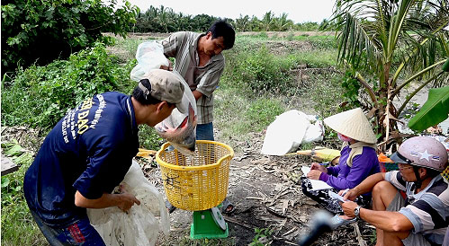 Cá hô bắt ở ao, đầm lên là có thương lái ngồi ngay đầu bờ cân, mua mang đi tiêu thụ.