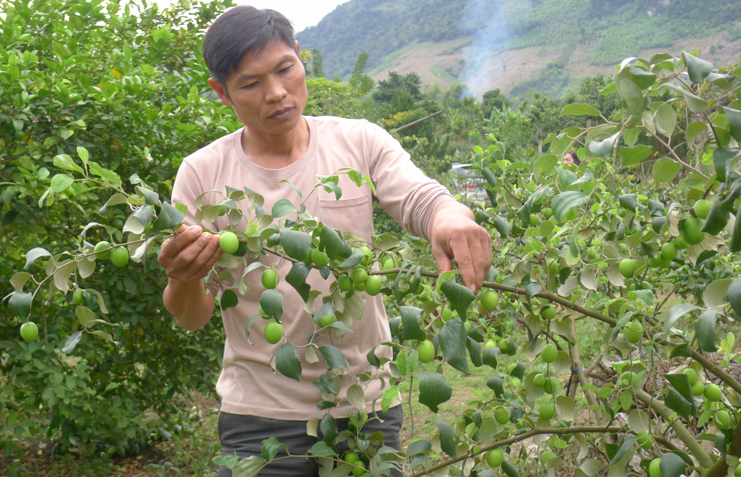 Không chỉ làm giàu từ trồng cam, bưởi, nhiều hộ nông dân ở Sơn La còn giàu từ trồng táo ghép.