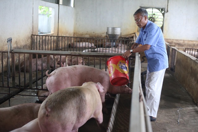 Trang trại của ông Nguyễn Hưng Thỉnh, cụm 5, Thọ Lộc, Phúc Thọ đang nuôi gần 100 lợn thịt phục vụ thị trường Tết Nguyên đán. (Ảnh: Phương Nga)