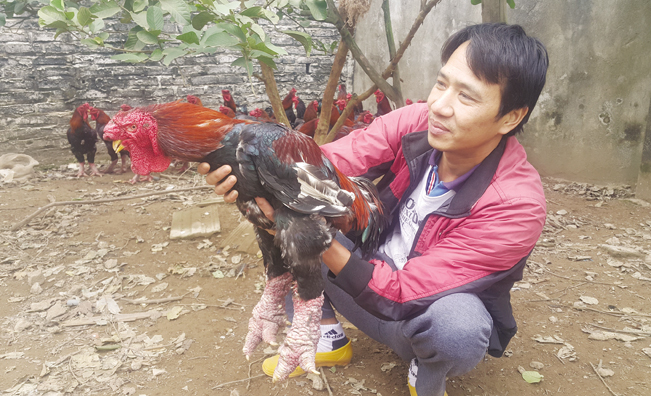 Theo anh Chúc, để nuôi gà tiến vua kịp bán Tết bà con phải nuôi gà giống từ tháng 2,3 đầu năm đến cuối năm bán là vừa.