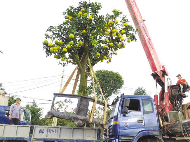 Do các chậu bưởi có trọng lượng lớn nên nhà vườn phải thuê máy cẩu mới đưa được cây lên các ô tô cho khách.