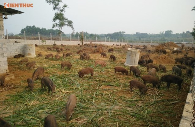 Lợn rừng được chăn thả, ăn rau, cỏ tự nhiên.