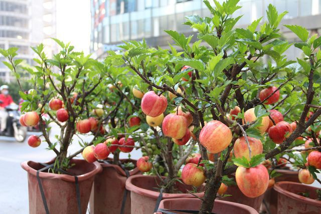 Loại táo bonsai này được bày bán khá rẻ với giá chỉ từ 300-500 nghìn đồng/ cây.