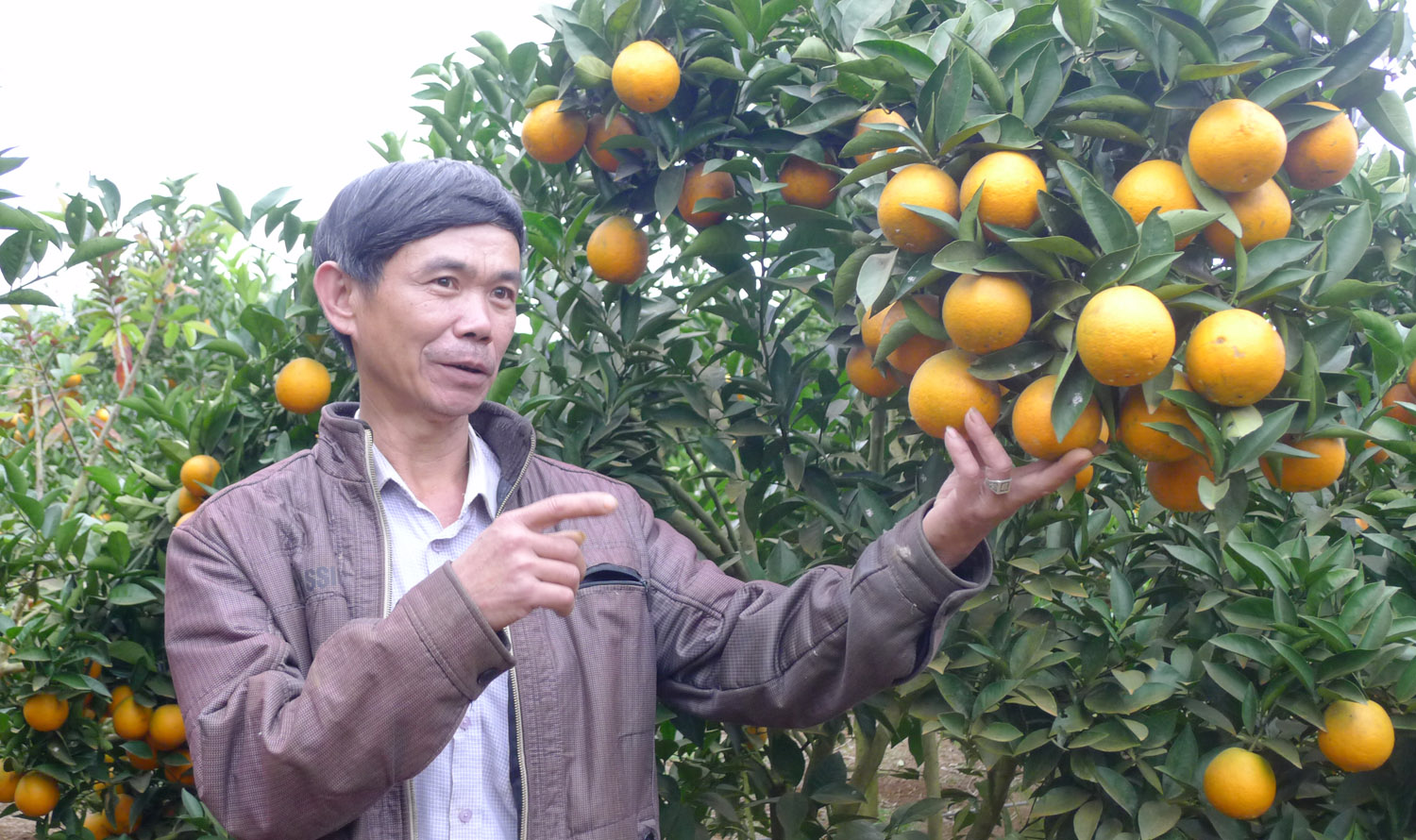Với hơn 1 ha trồng cam và bưởi, năm 2018, ông Năm xuất 20 tấn cam và 3.000 quả bưởi da xanh, thu về trên 500 triệu đồng.