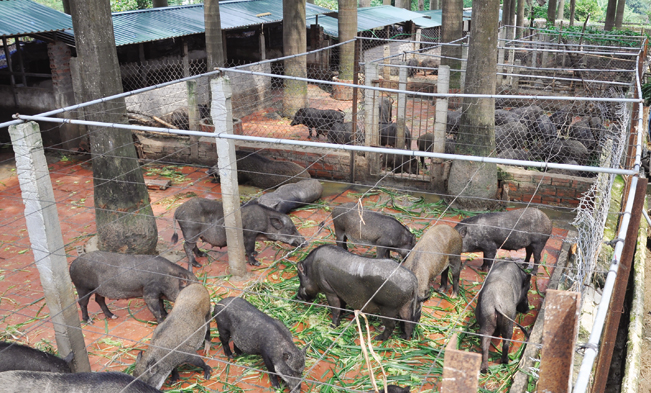 Đàn lợn rừng được nuôi theo quy trình hữu cơ tại trang trại của bà Hoa.