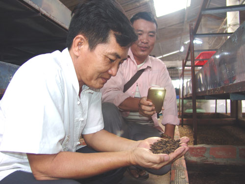 Anh Phạm Văn Bé đang kiểm tra nhộng ruồi lính đen. (Ảnh: Trần Đáng)