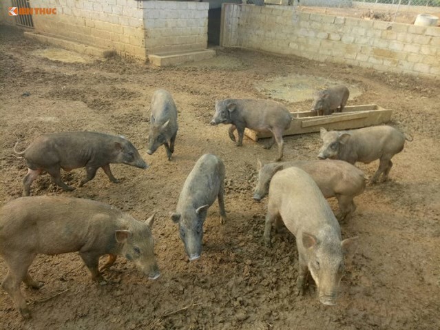 Những chú lợn chuẩn bị xuất đi cho khách.