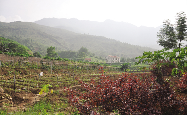 Ngoài việc chăn nuôi lợn rừng, trang trại của bà Hoa còn trồng rau hữu cơ cung cấp cho khách hàng trong và ngoài Thủ đô.