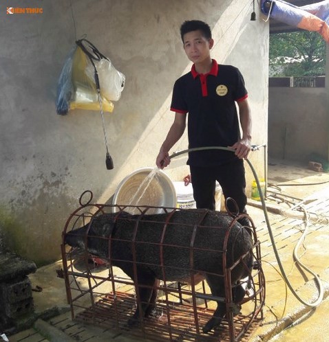 CEO 9X Nguyễn Văn Bản đang tắm cho chú lợn rừng tại trang trại.