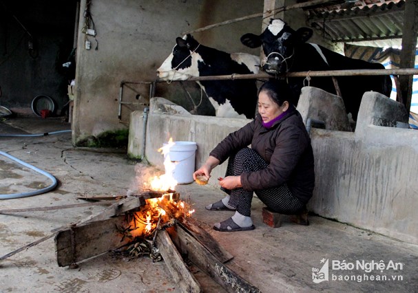 Những ngày rét đậm, bà con đốt lửa sưởi ấm cho bò sữa. (Ảnh: Quang An)