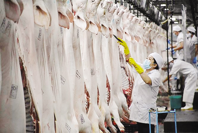Lợn được giết mổ theo công nghệ hiện đại tại Tổ hợp chế biến thịt MNS Meat Hà Nam.