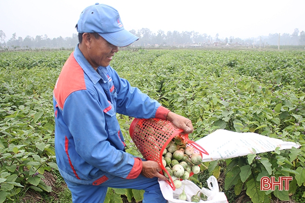 Người dân Thượng Lộc phấn khởi thu hoạch cà dừa.