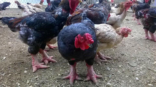 Theo ông Hà Văn Ơn, một người chăn nuôi gà Đông Tảo, để gà đạt độ dai, ngon, ít nhất phải nuôi chúng khoảng 1 năm và chỉ cho ăn thóc, ngô chứ không cho ăn cám công nghiệp.