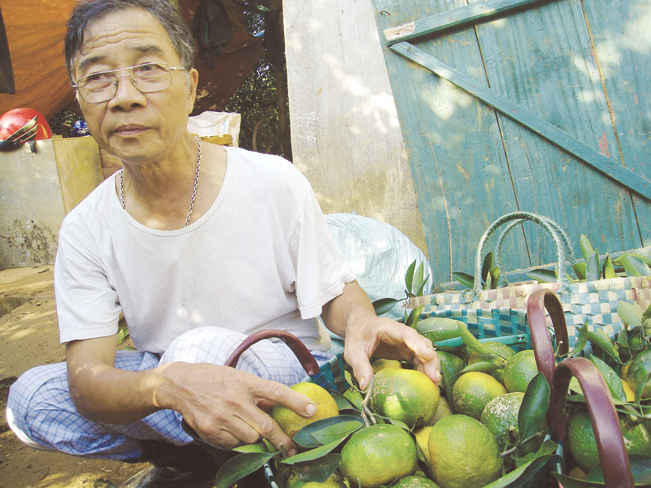 Ông Đào đã mạnh dạn trồng cam cách đây gần hai mươi năm.