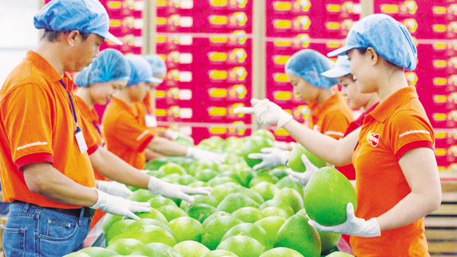 Chế biến trái cây xuất khẩu tại Công ty The Fruit Republic. tư liệu