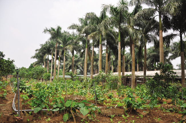 Vườn cây thuốc nam cung cấp thảo dược phục vụ đàn lợn tại trang trại của bà Hoa.