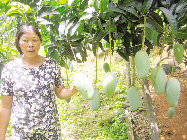 Nông dân huyện Mai Sơn – Sơn la thực hiện trồng xoài VietGAP tham gia xuất khẩu.