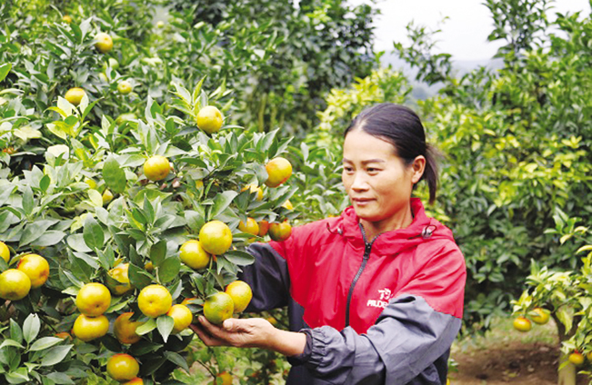 Nhờ cách chăm sóc tốt, vườn cam Canh của chị Thủy cho trái đầy cành.