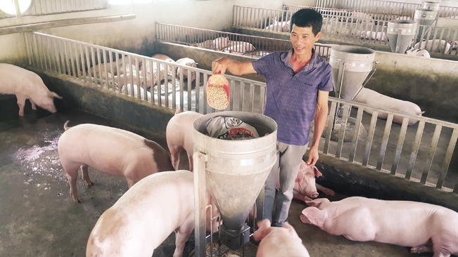 Trang trại của ông Thục là một trong những trang trại chăn nuôi lợn độc đáo ở tỉnh Nam Định.