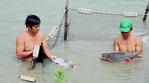 Bắt, lựa những con cá hô đạt kích cỡ để xuất bán cho thương lái.