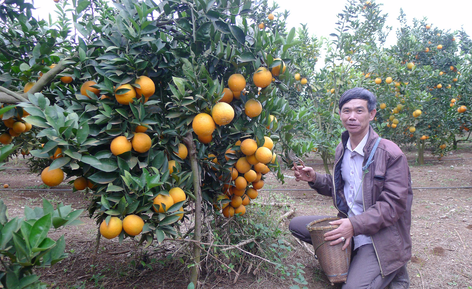 Trong vườn cam nhà ông Năm, có những cây cho sản lượng đến trên một tạ.