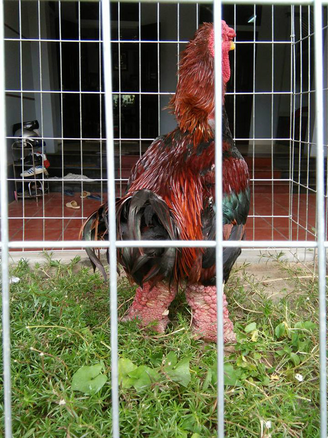 Chú gà Đông Tảo này có trọng lượng 6kg, với đôi chân cực khủng, được chủ nhân ra giá 30 triệu đồng.