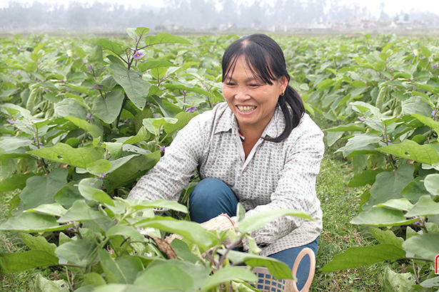hị Nguyễn Thị Lam thu hoạch tại ruộng, quả nào to thì cắt bán trước.