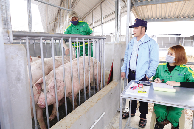 Cán bộ Masan kiểm tra chất lượng đàn lợn trước khi đưa đi giết mổ, chế biến.