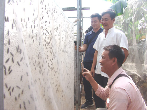 Khách rất thích thú khi xem mô hình nuôi ruồi lính đen lấy trứng tại gia đình anh Phạm Văn Bé.