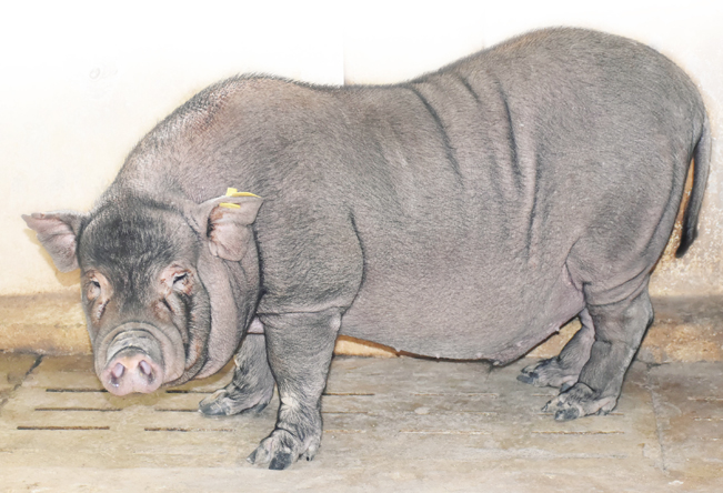 Những con lợn Ỉ đang được bảo tồn tại DABACO ở Bắc Ninh.