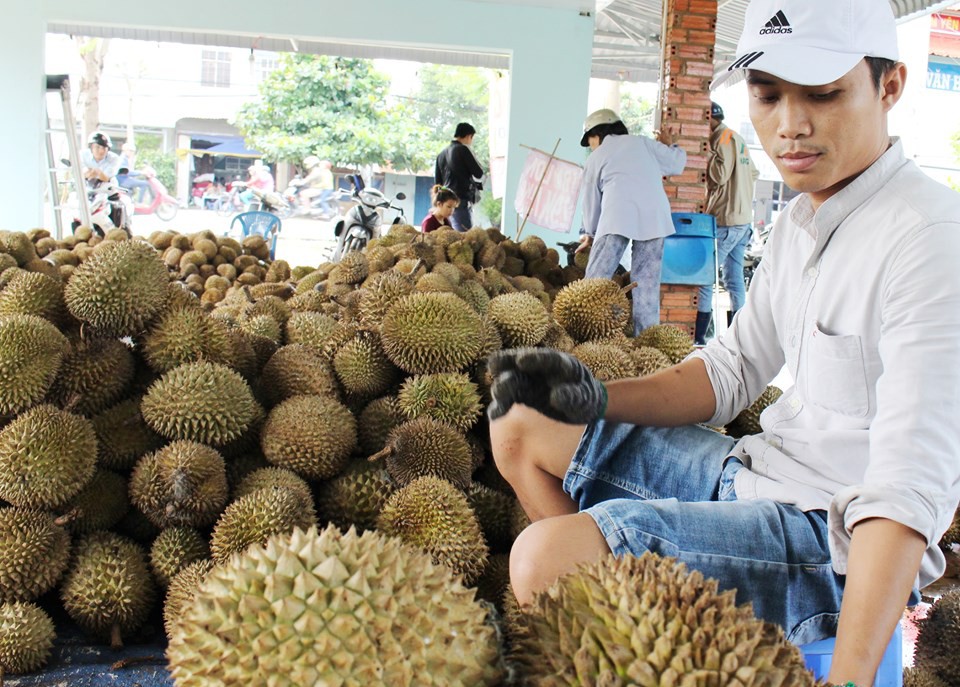 Bao giờ sầu riêng Việt hết “lót đường” sầu riêng Thái? - Ảnh 2.