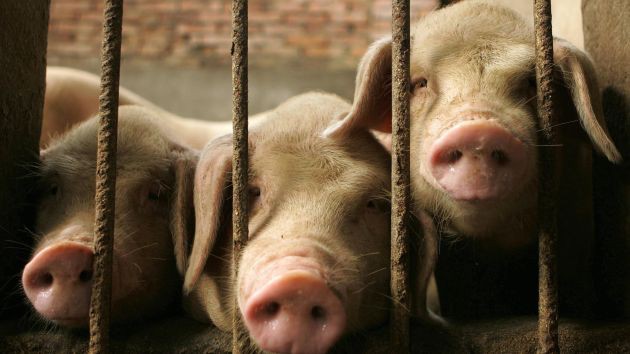 Gánh hậu quả dịch tả lợn, giá lợn Trung Quốc tháng 9 tăng phi mã 69,3% - Ảnh 1.
