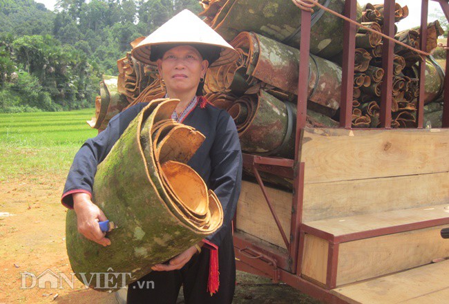 Yên Bái: Bóc... vỏ quế bán, thu gần 800 tỷ đồng/năm - Ảnh 2.