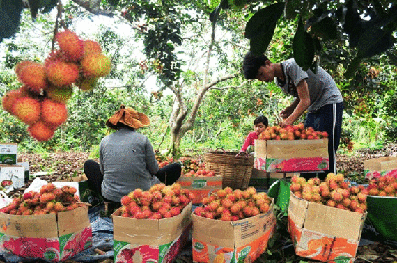 Chôm chôm Long Khánh hướng tới thị trường khó tính - Ảnh 5.