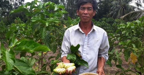 Từng &quot;làm mưa làm gió&quot;, giá trái nhàu rớt thảm còn 3.000 đồng/kg